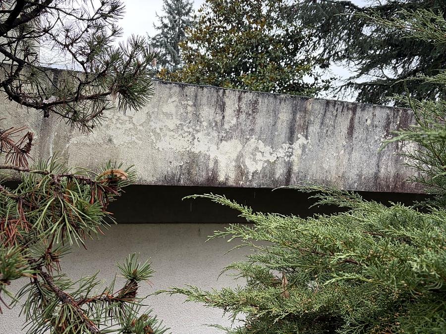 Cèdre et conifères près d'une terrasse