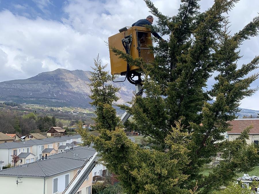 Ouvrier en nacelle dans un cyprès avec vue sur la montagne