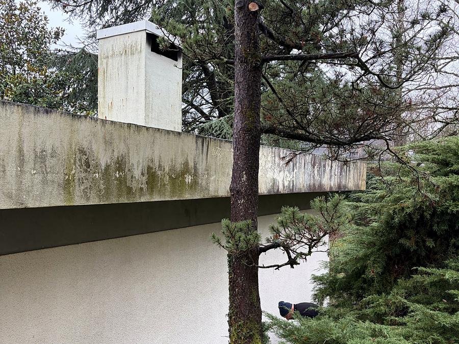 Cèdre et conifères dans un jardin en montagne
