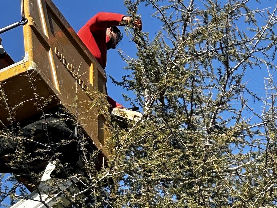 Ouvrier en nacelle au milieu d'un arbre à élaguer