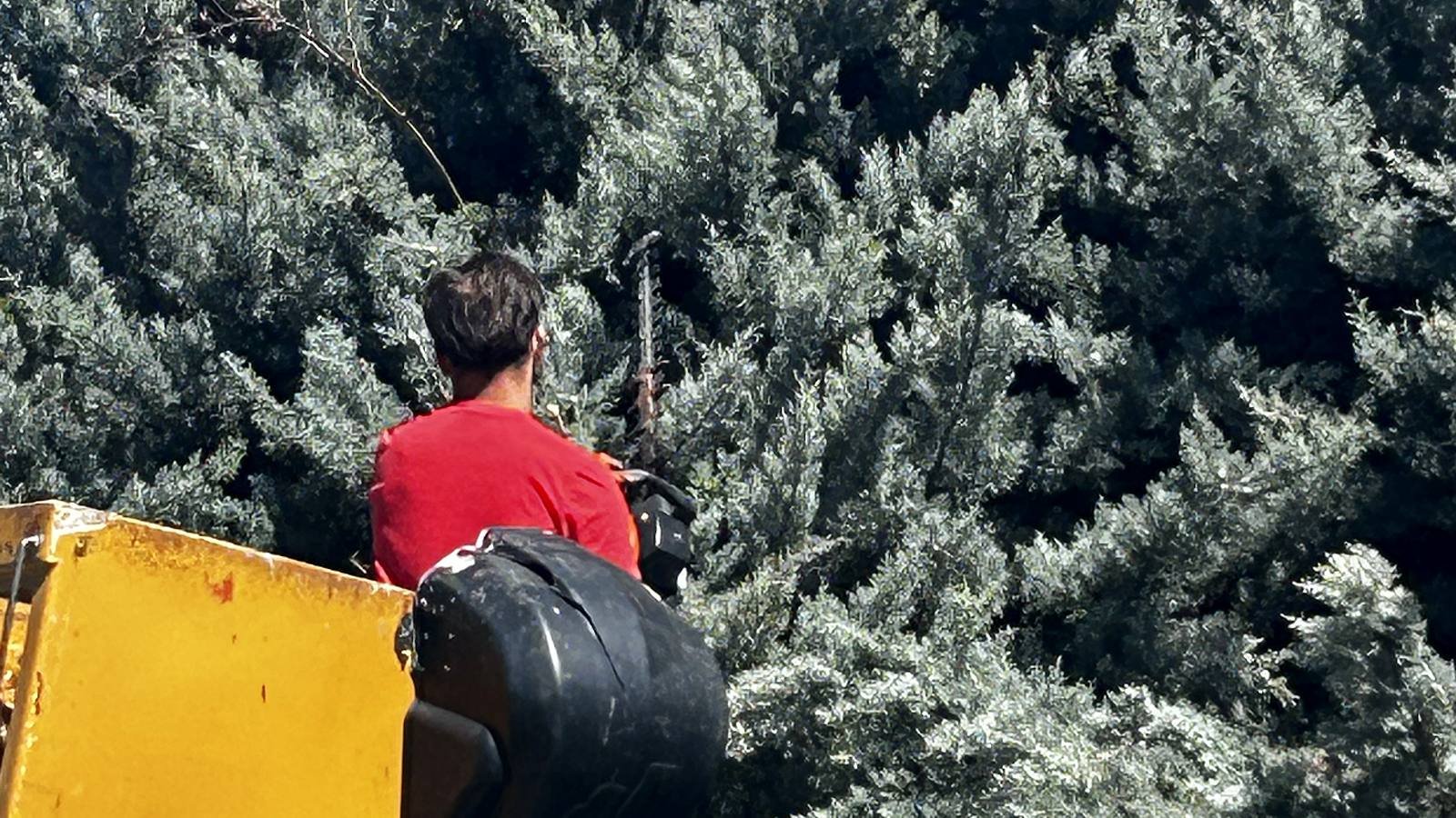 Ouvrier dans la nacelle devant un grand conifère bleu